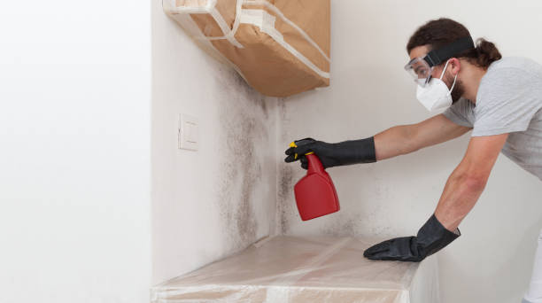 Professional Mold Cleanup technician working in Plano, TX
